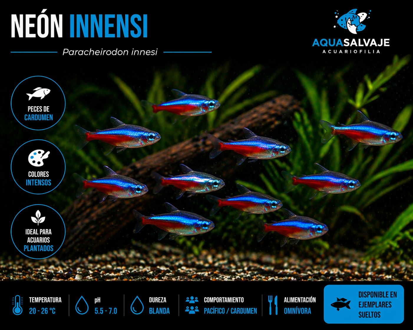 ?? Neón Innesi (Grupo 10 Unidades) | Paracheirodon innesi