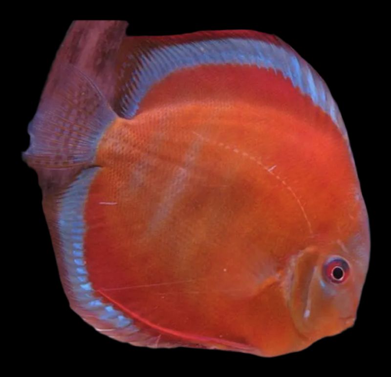 Disco San Merah 7-9cm