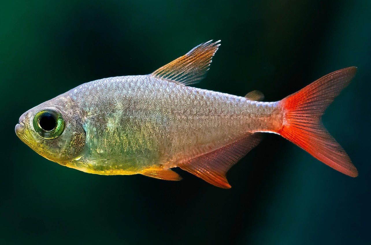 ??? Tetra Colombiano Red-Blue | Hyphessobrycon columbianus