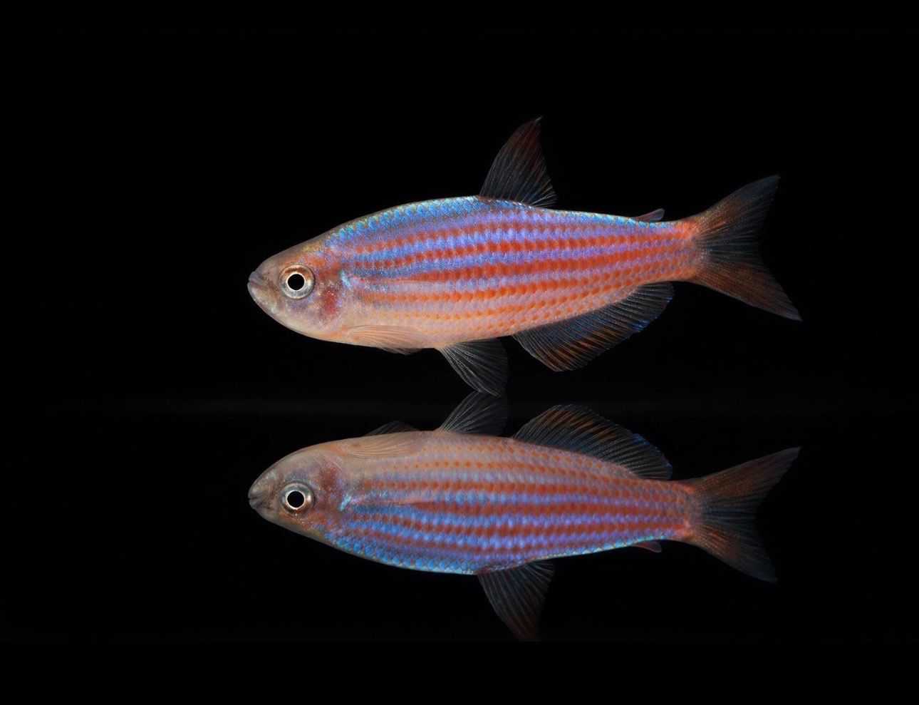 ? Inpaichthys parauapiranga – Tetra amazónico de líneas rojas ? Inpaichthys parauapiranga – Tetra amazónico de líneas rojas