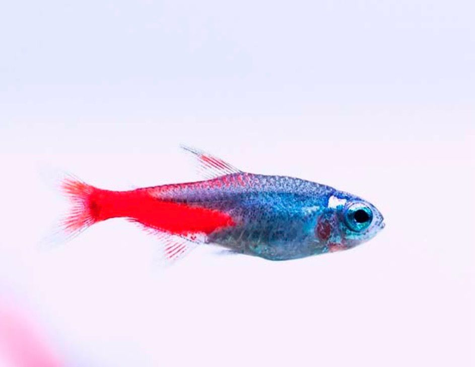? Paracheirodon innesi | Neón innesi cabeza diamante