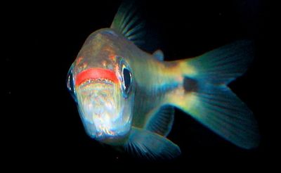 ? Moenkhausia cosmops | Tetra Cosmops ? Moenkhausia cosmops | Tetra Cosmops