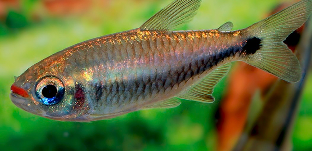 ? Moenkhausia cosmops | Tetra Cosmops