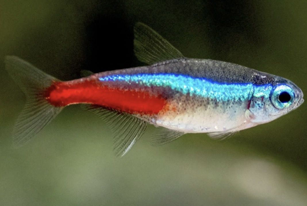 ? Paracheirodon innesi | Neón innesi lote 10 unid