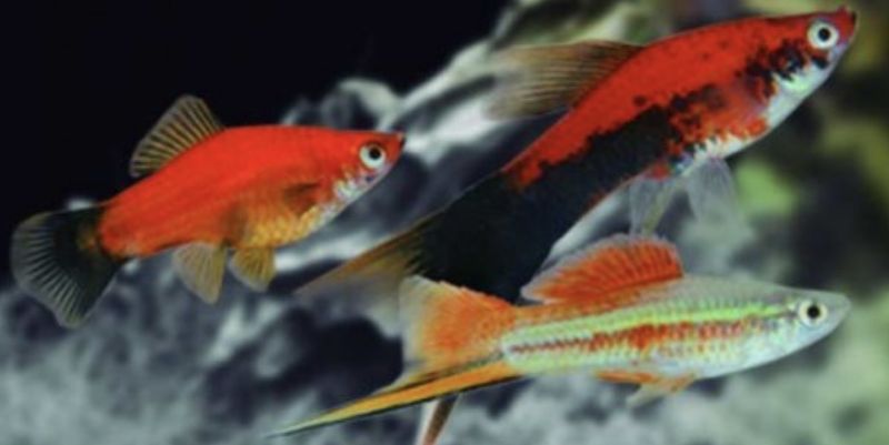 ? Xiphophorus hellerii | Xipho cola espada (surtido)