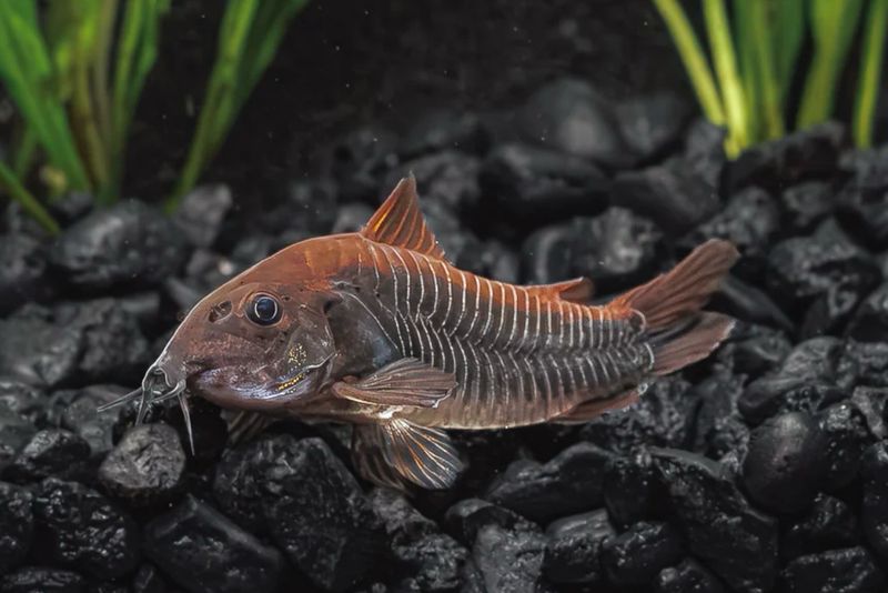 ? Corydoras schultzei | Corydora Schultzei