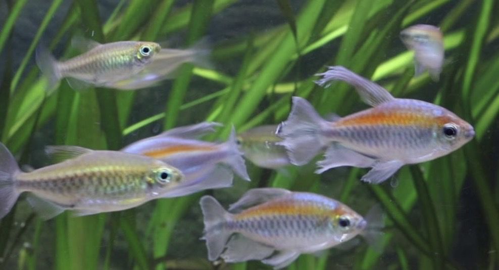 ? Phenacogrammus interruptus | Tetra Congo (XXL)