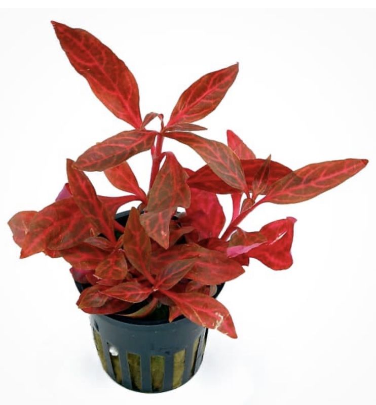 Alternanthera Reineckii Rosanervig in vitro