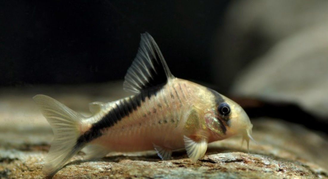 ? Hoplisoma melini | Corydora Melini