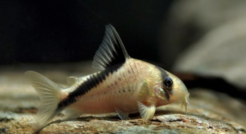 ? Hoplisoma melini | Corydora Melini