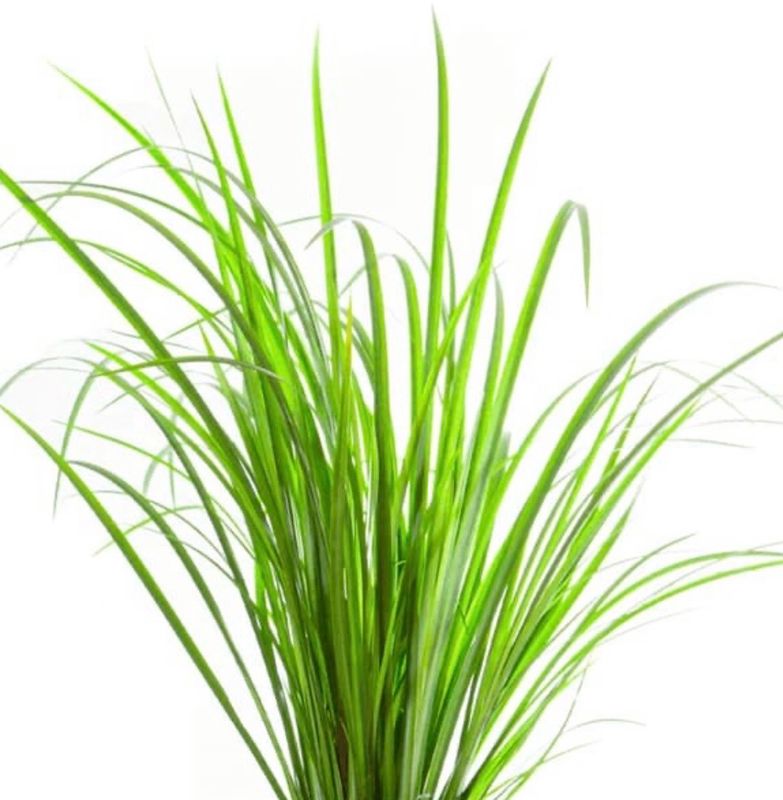 ? Acorus gramineus ‘Pusillus’ Gold - Planta palustre enana Gold