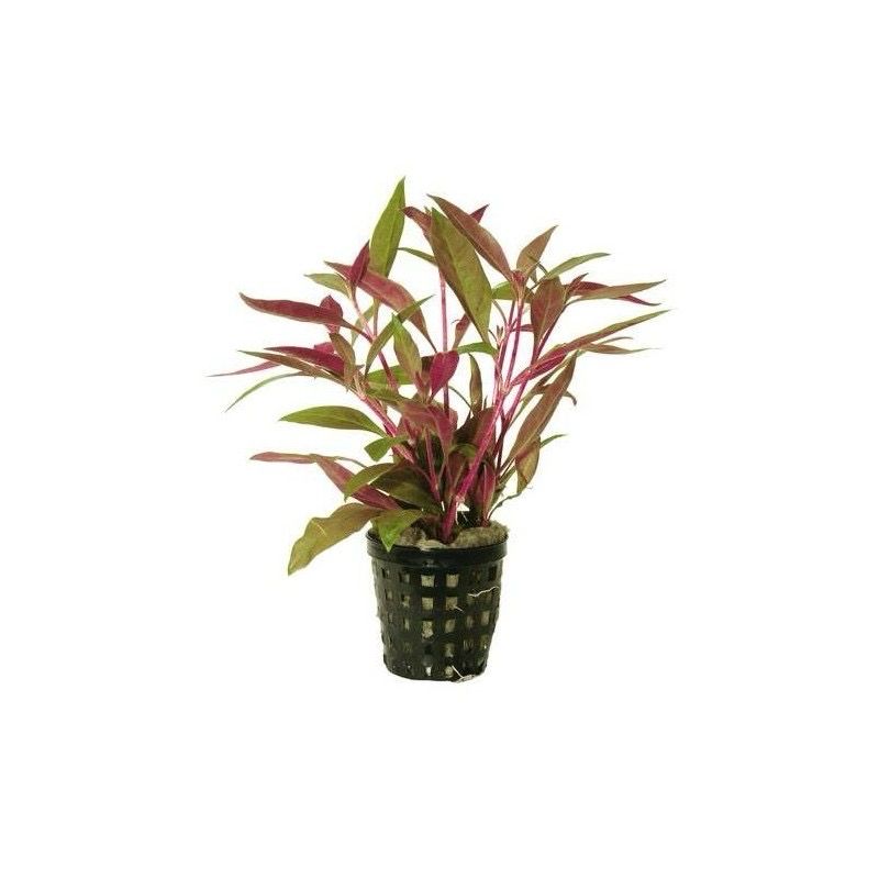 ? Alternanthera rosaefolia — Planta acuática en maceta