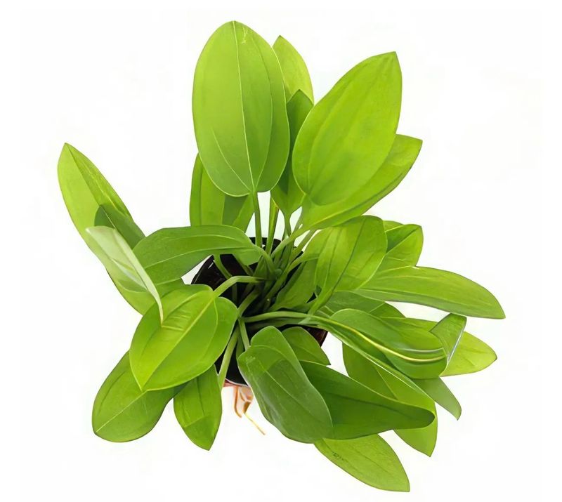 ? Echinodorus cordifolius ‘Mini’ — Espada amazónica compacta ? Echinodorus cordifolius ‘Mini’ — Espada amazónica compacta