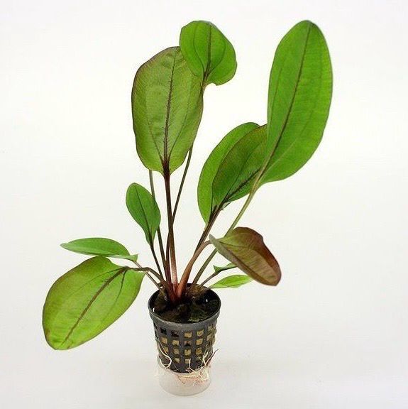 ? Echinodorus ‘Janii’ — Espada amazónica ornamental