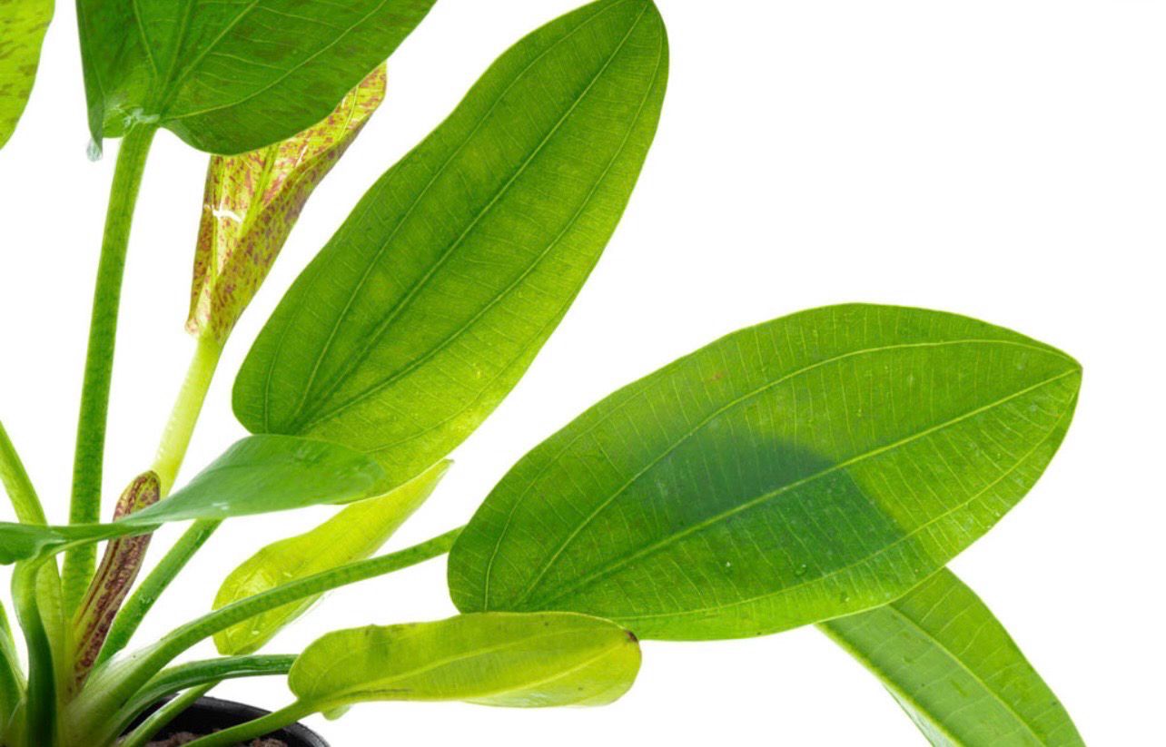 ? Echinodorus ‘Python’ — Espada amazónica moteada premium