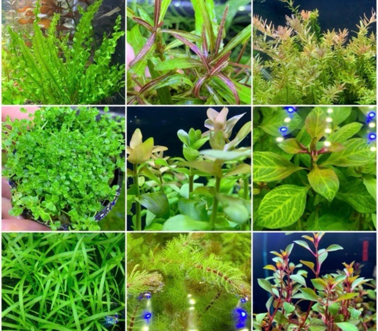 ? Lote 10 Plantas Surtidas Fáciles — Selección Premium para Acuarios de Bajo Mantenimiento
