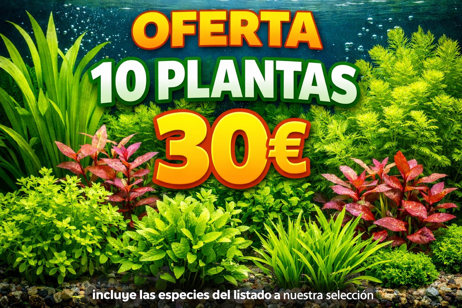 ? Lote 10 Plantas Surtidas Fácil – Selección Premium