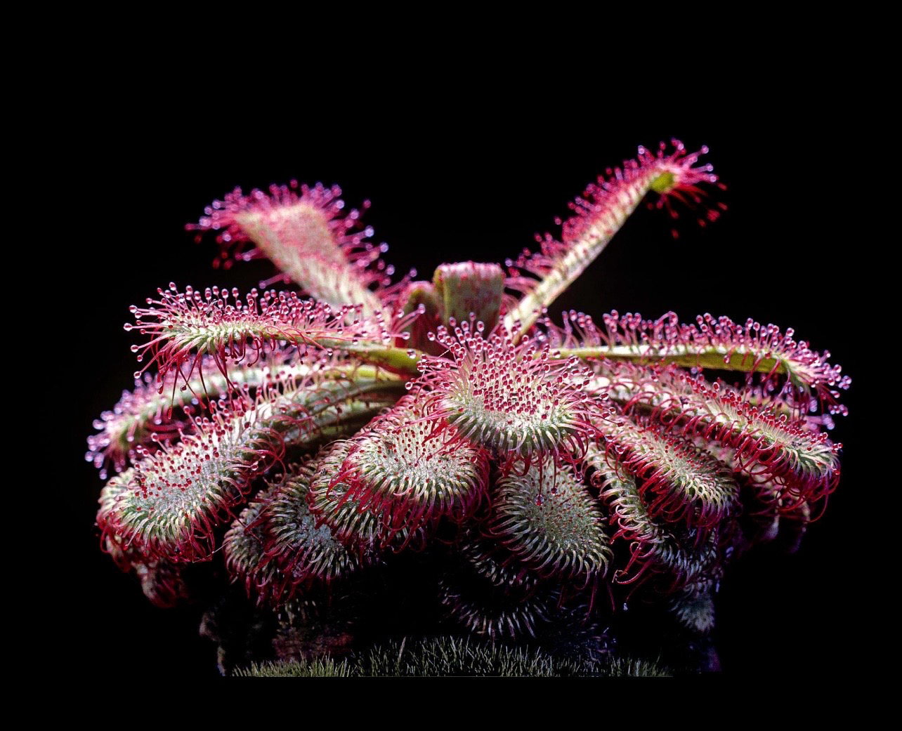 ? Drosera slackii — Planta Carnívora Sudafricana