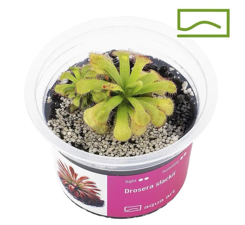 ? Drosera slackii — Planta Carnívora Sudafricana