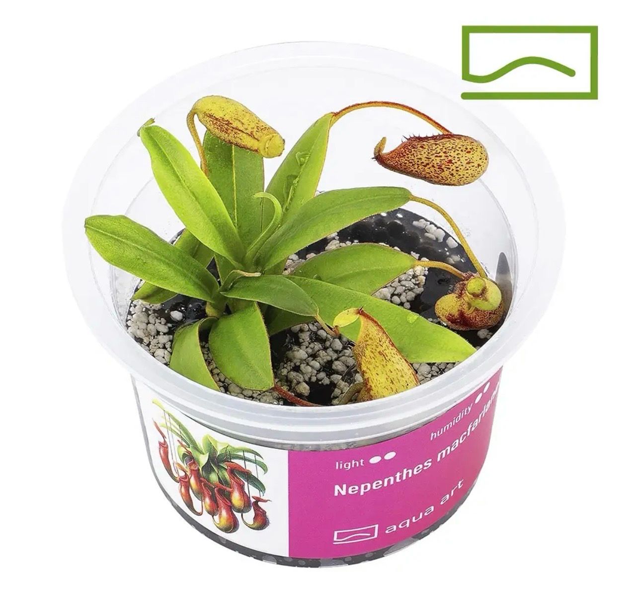 ? Nepenthes macfarlanei — Planta Carnívora de Jarra de Alta Montaña