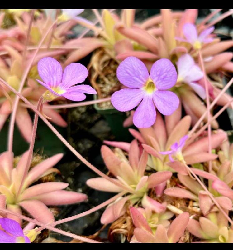 ? Pinguicula ‘Aphrodite’ Clone Mini — Planta Carnívora Compacta