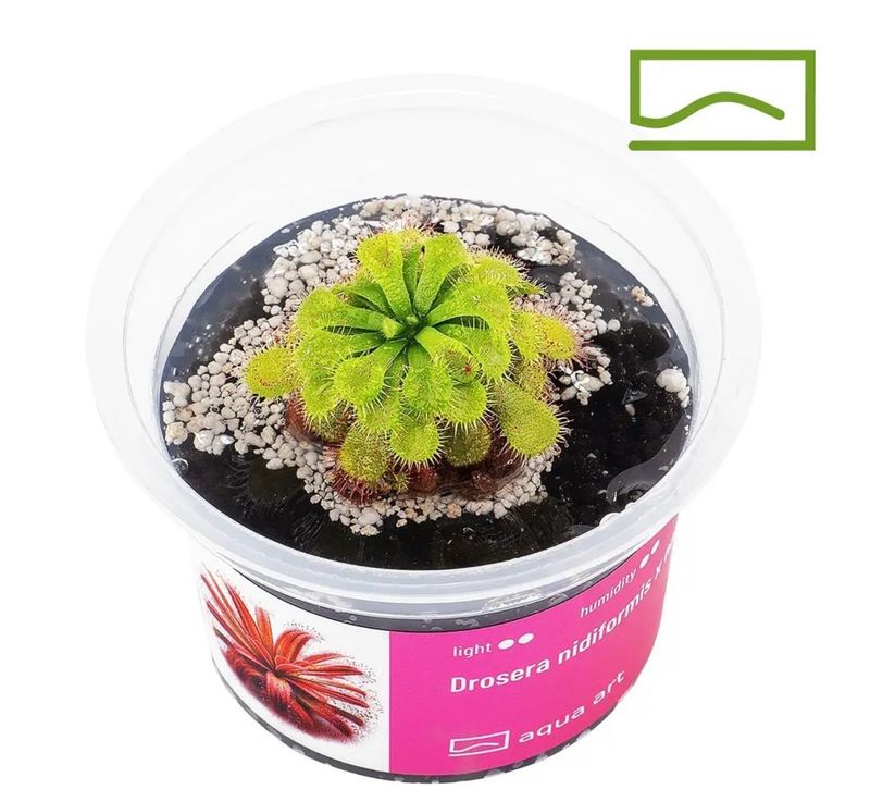 ? Drosera nidiformis × natalensis — Planta Carnívora Híbrida