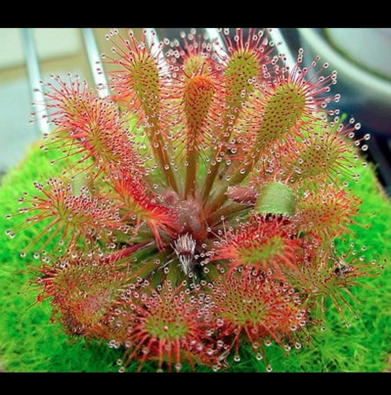 ? Drosera nidiformis × natalensis — Planta Carnívora Híbrida