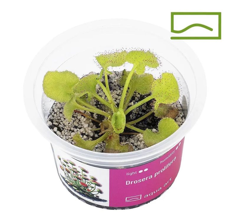 ? Drosera prolifera — Planta Carnívora Tropical de Colección
