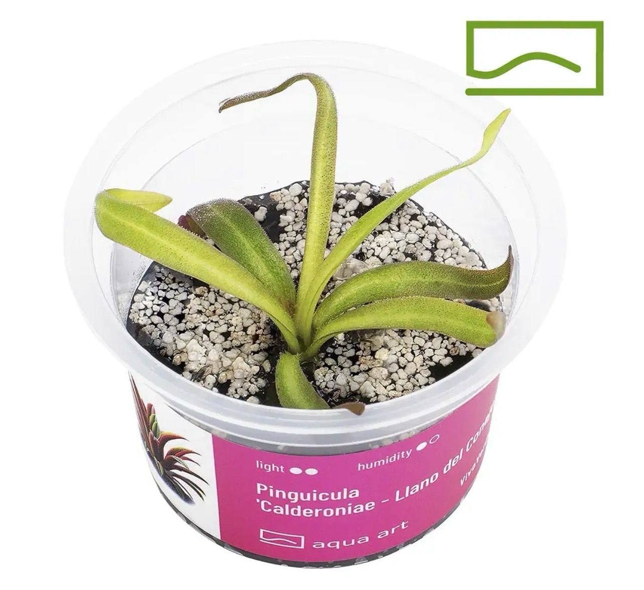 ? Pinguicula calderoniae “Llano del Conejo” — Carnívora Mexicana de Colección