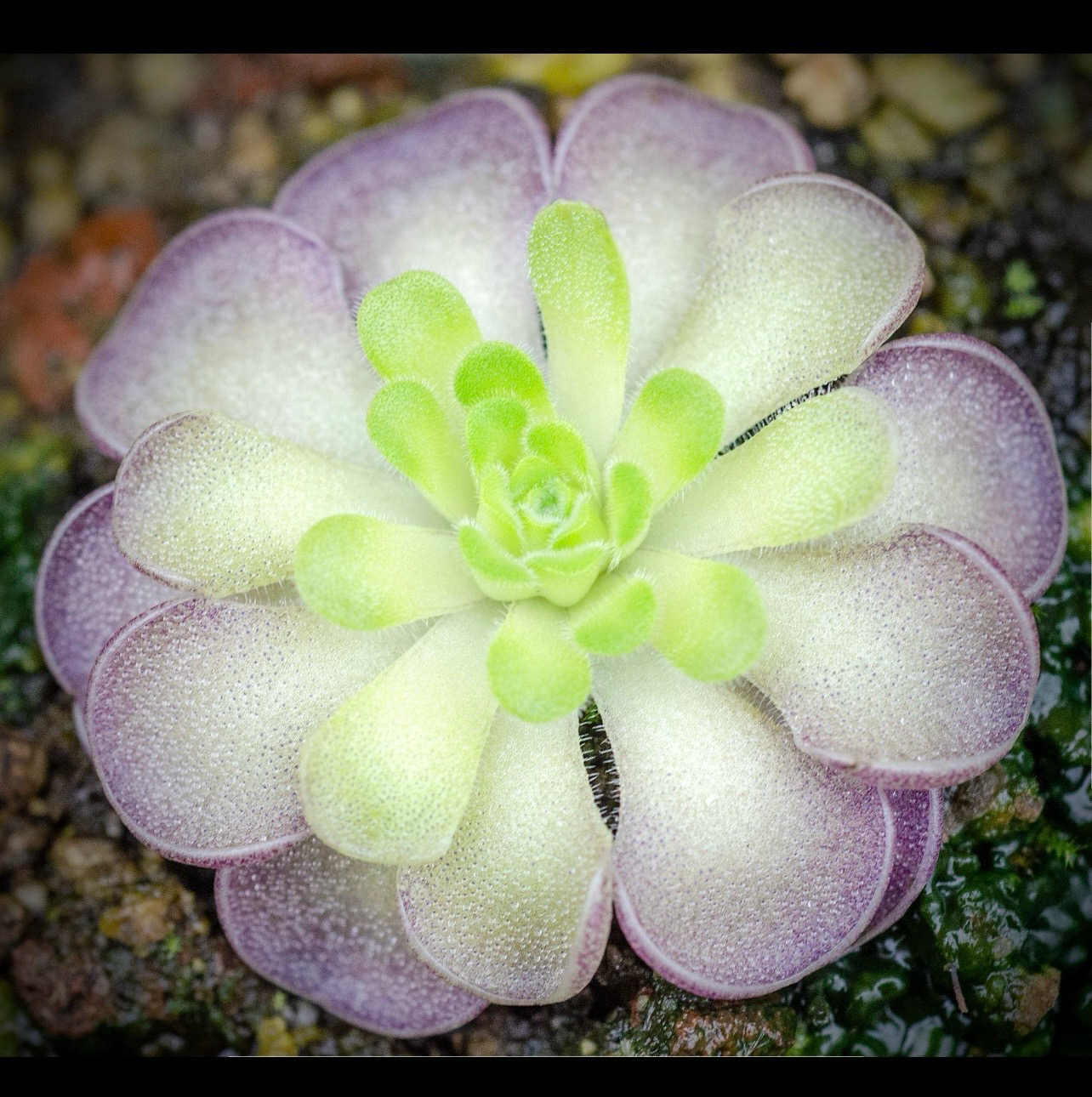 ? Pinguicula calderoniae “Llano del Conejo” — Carnívora Mexicana de Colección