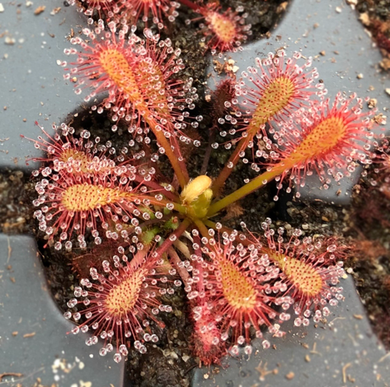 ? Drosera “Lantau Island” — Planta Carnívora Exótica