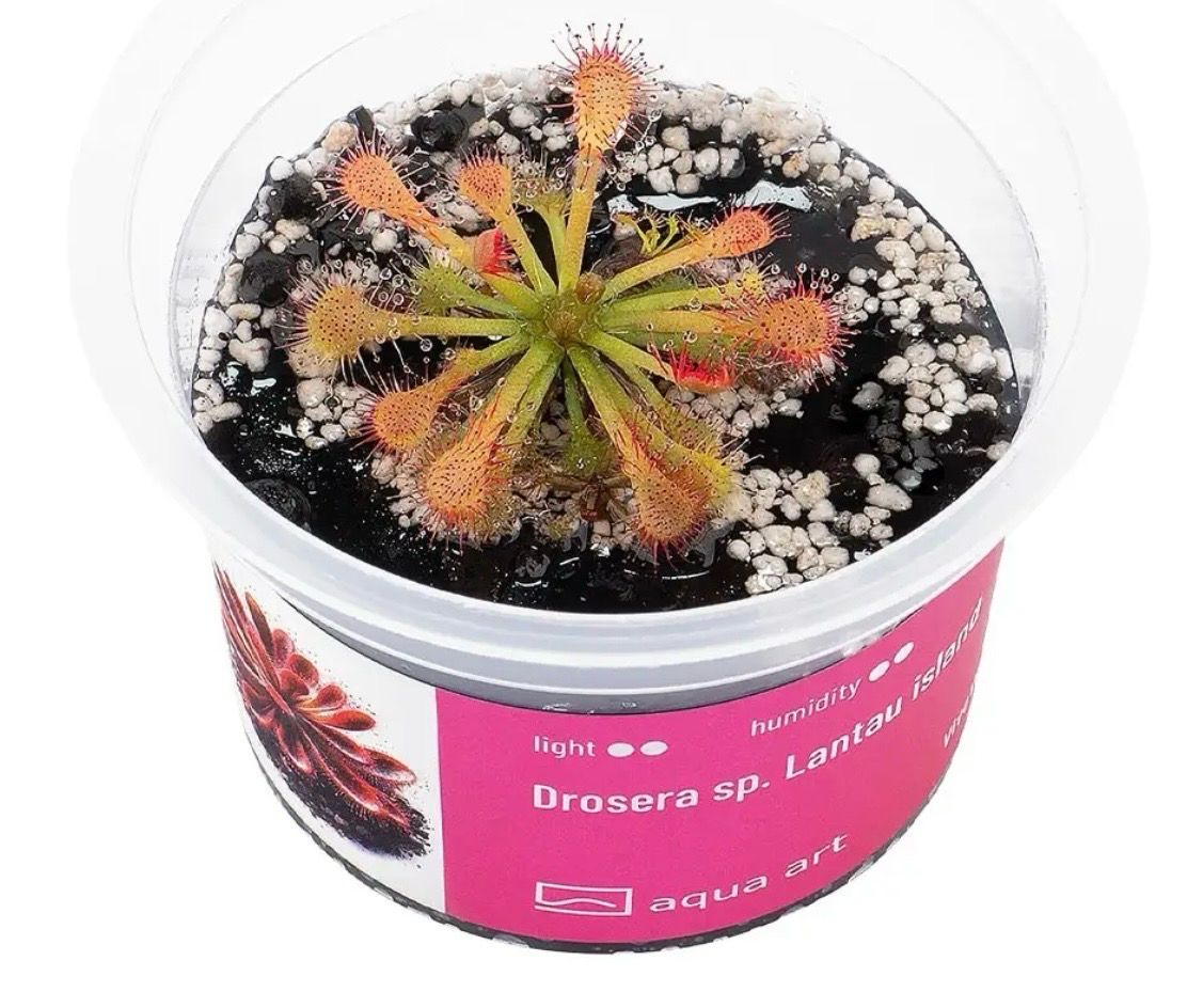 ? Drosera “Lantau Island” — Planta Carnívora Exótica