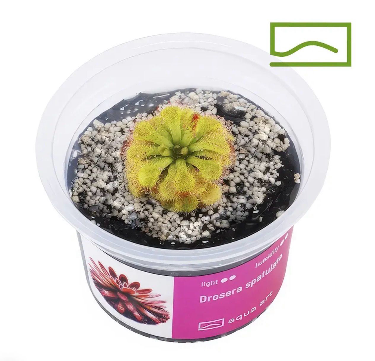 ? Drosera spatulata — Planta Carnívora Fácil y Resistente