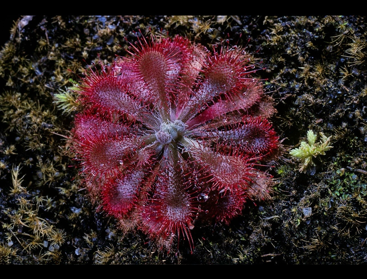 ? Drosera spatulata — Planta Carnívora Fácil y Resistente