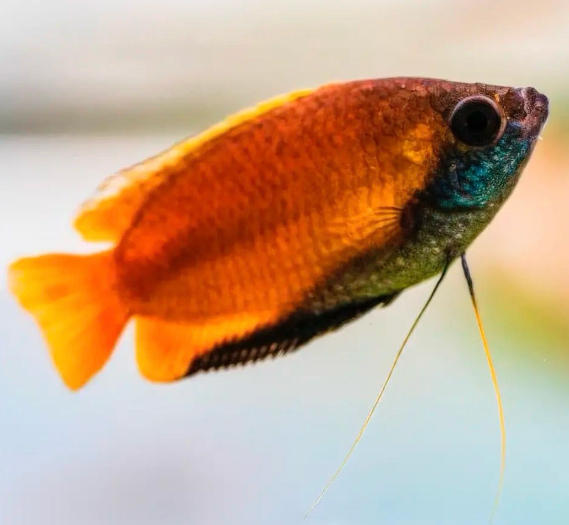 ? Colisa Chuna Miel | Trichogaster chuna