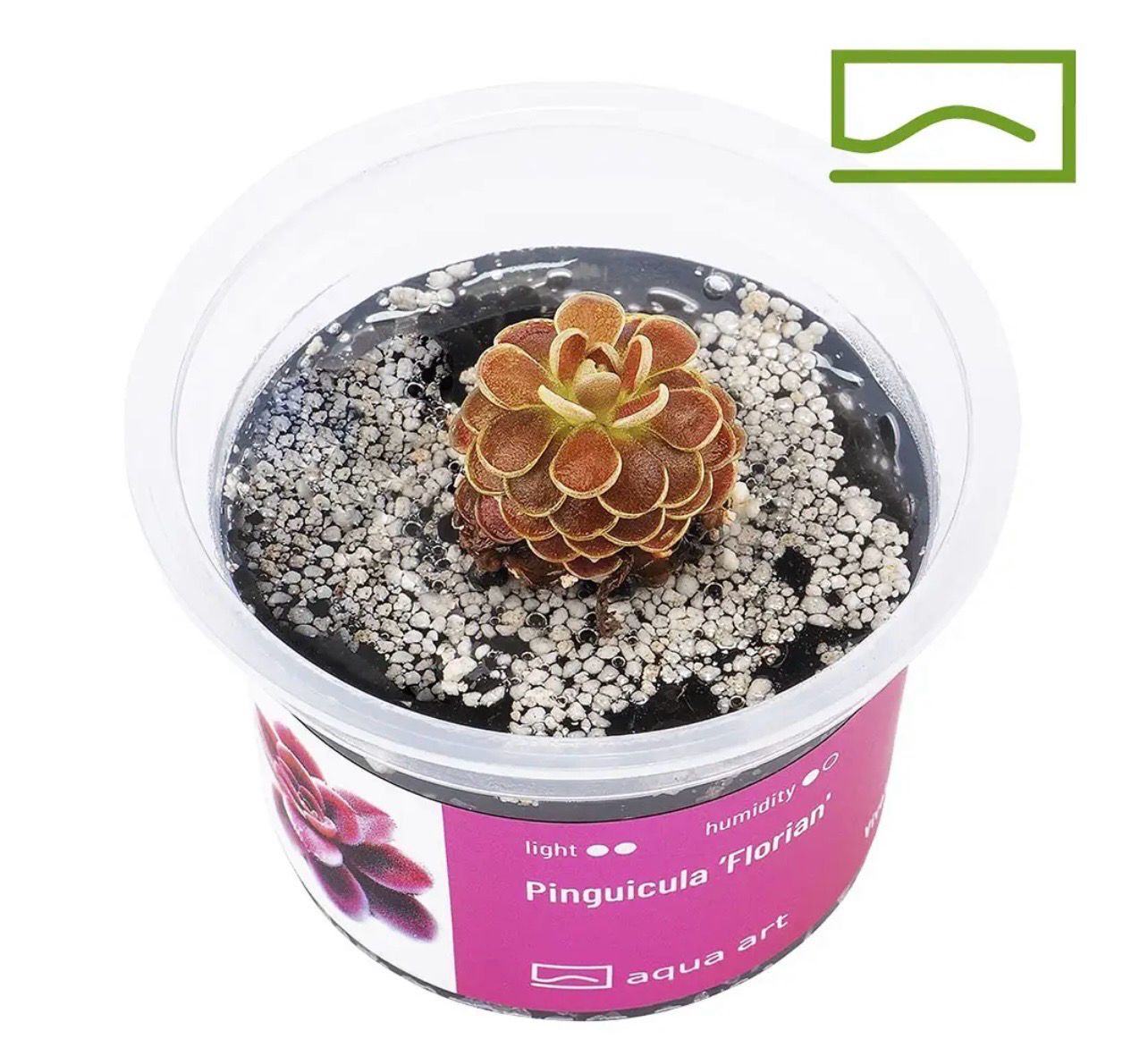 ? Pinguicula ‘Florian’ – Planta carnívora compacta y ornamental