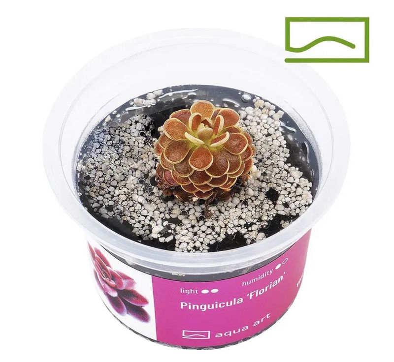 ? Pinguicula ‘Florian’ – Planta carnívora compacta y ornamental