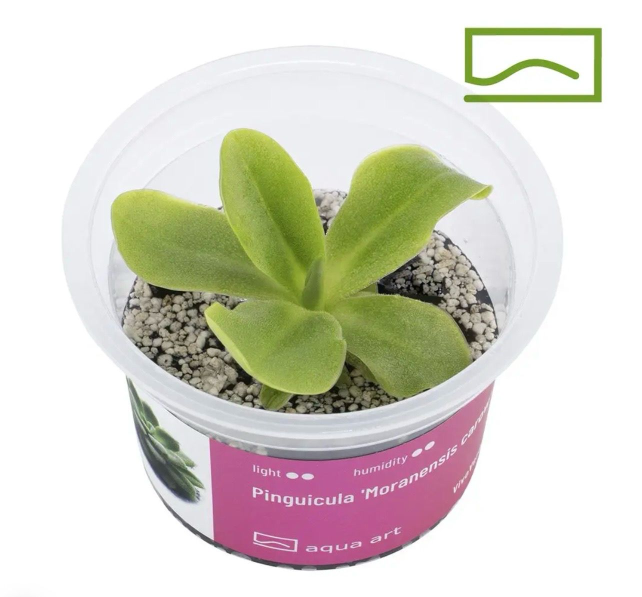 ? Pinguicula moranensis ‘Carow’ – Carnívora ornamental de colección