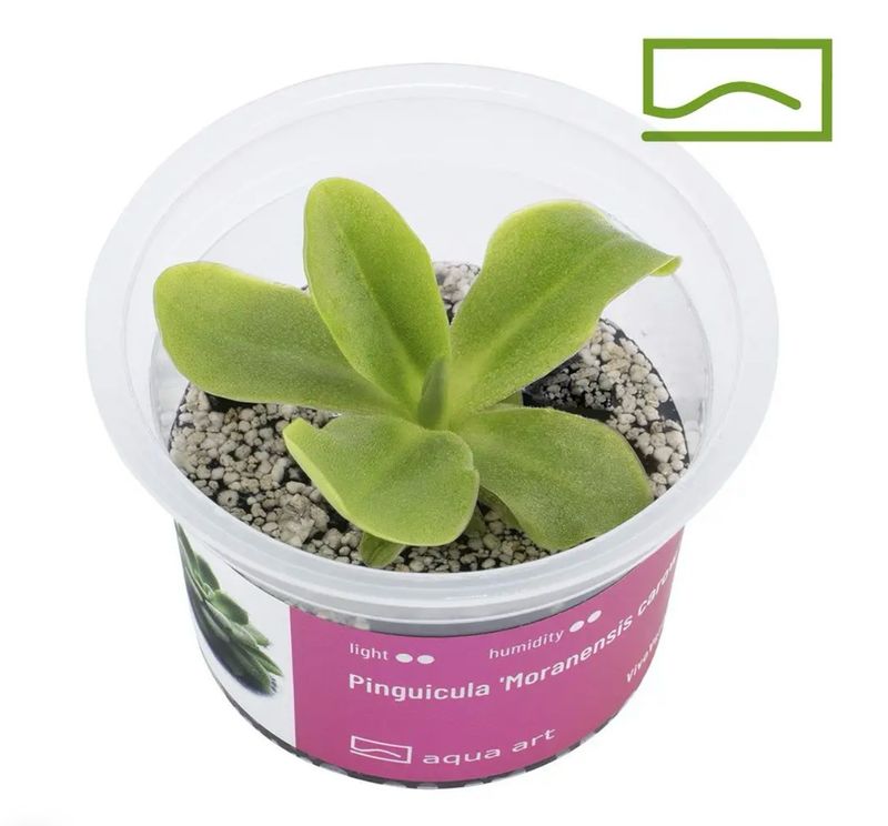 ? Pinguicula moranensis ‘Carow’ – Carnívora ornamental de colección