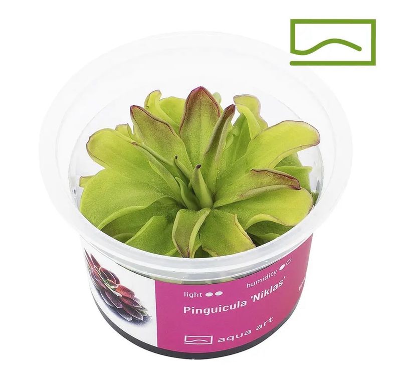 ? Pinguicula ‘Niklas’ – Carnívora compacta y ornamental