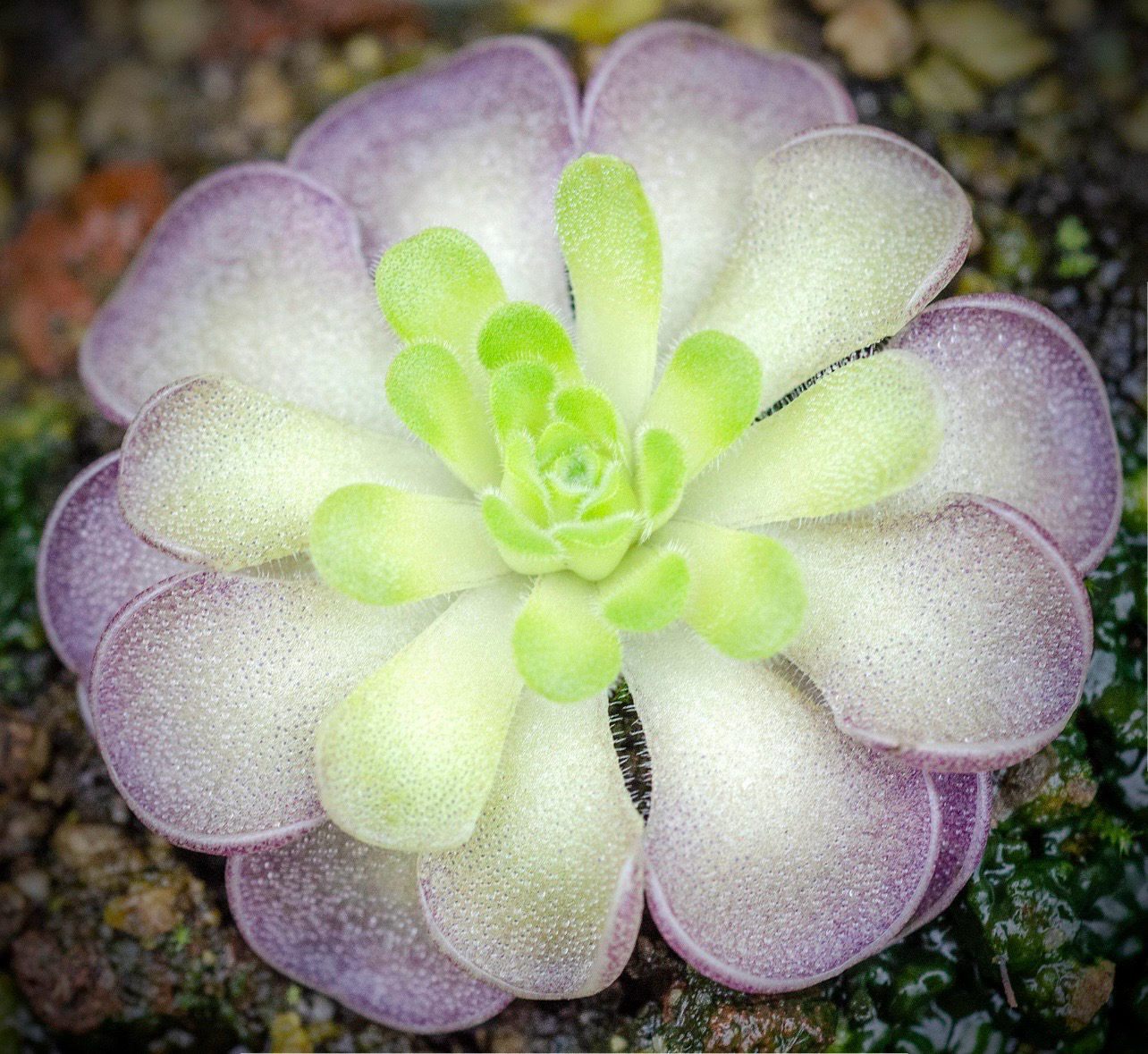 ? Pinguicula ‘Niklas’ – Carnívora compacta y ornamental