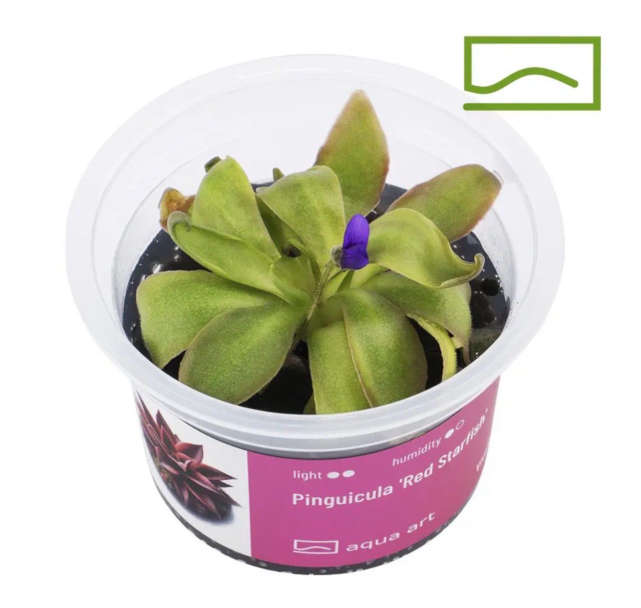 ⭐ Pinguicula ‘Red Starfish’ – Carnívora compacta de coloración rojiza