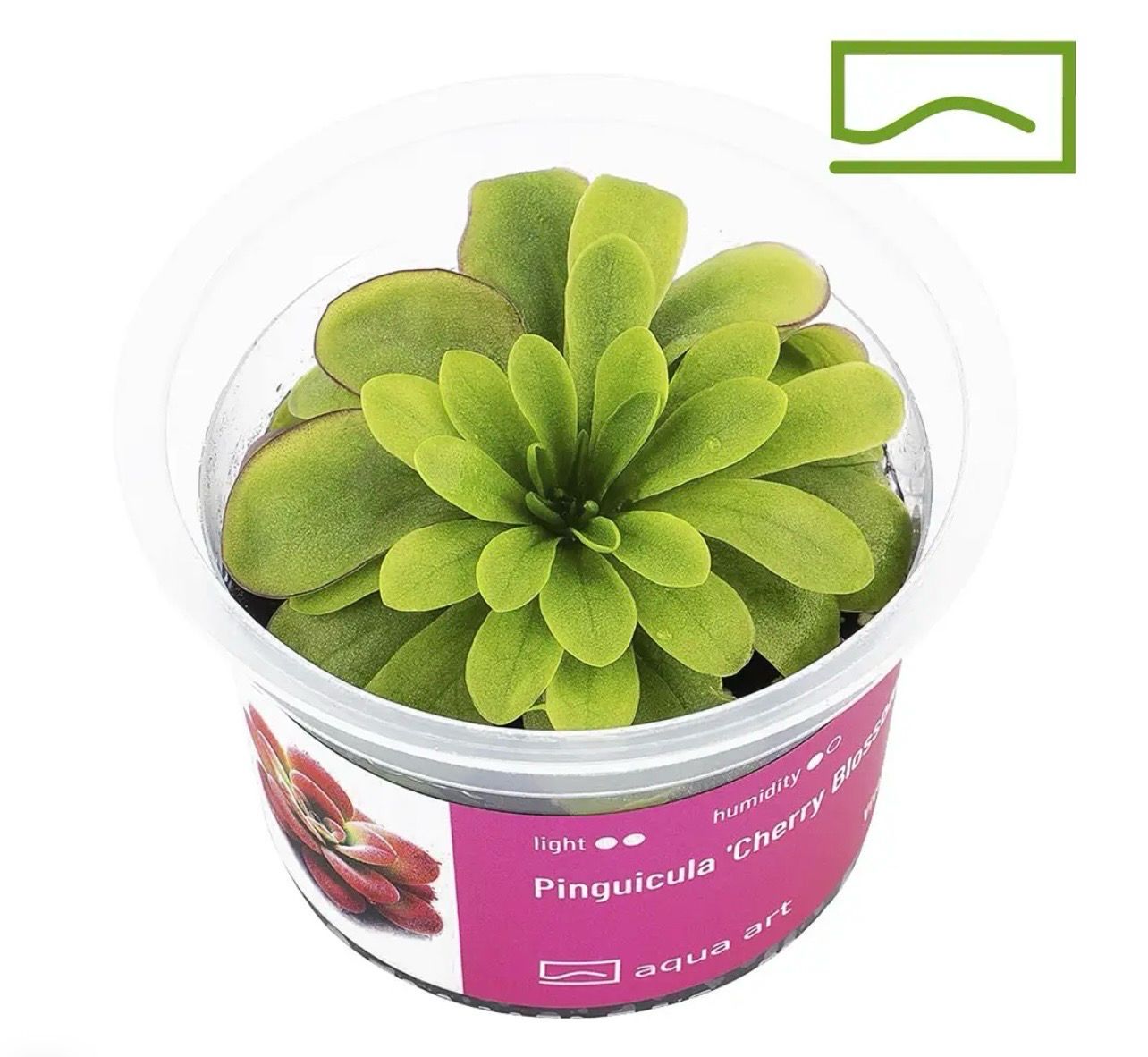 ? Pinguicula ‘Cherry Blossom’ – Planta carnívora compacta y ornamental