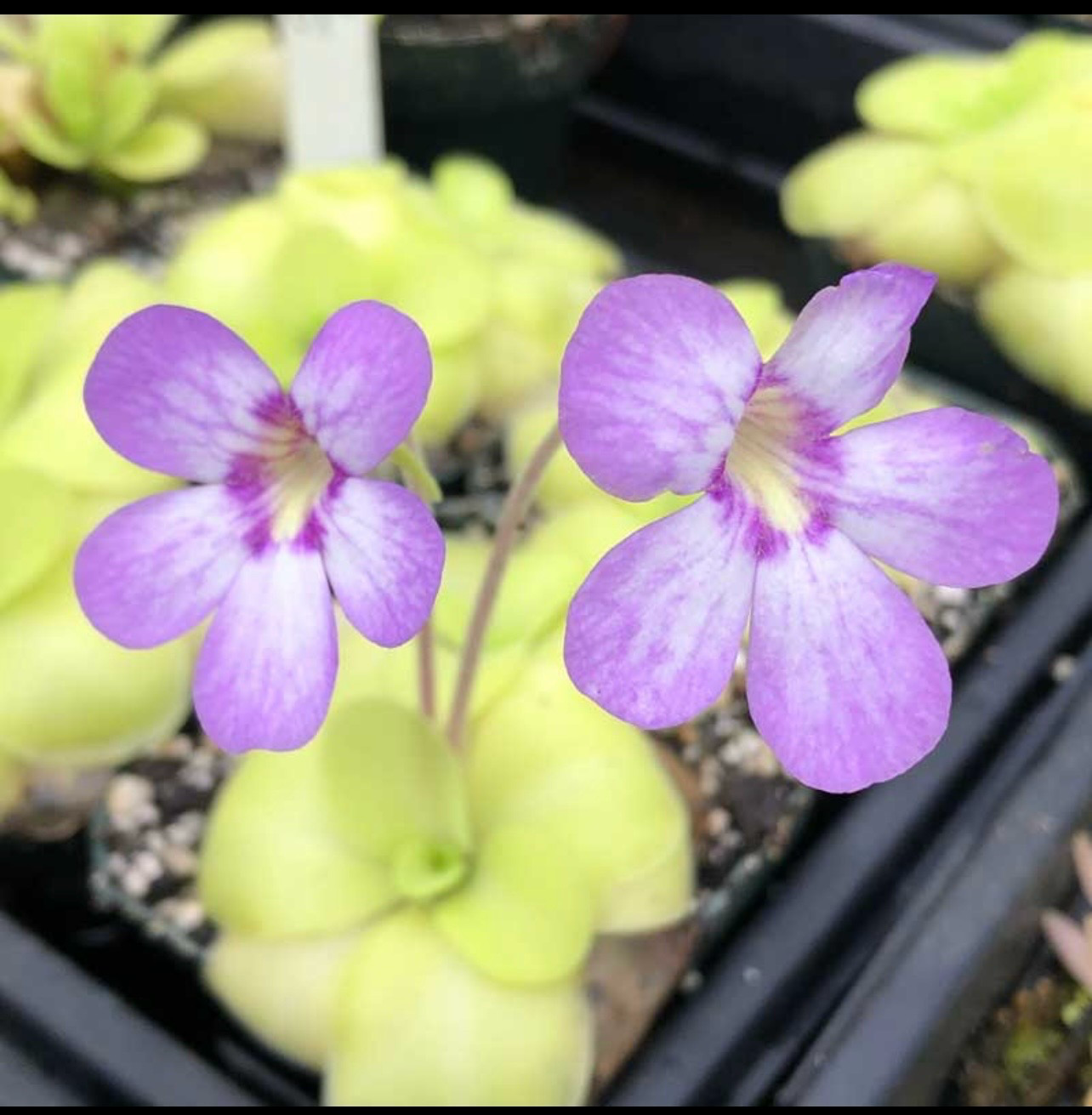 ? Pinguicula ‘Gina’ – Planta carnívora compacta y fácil