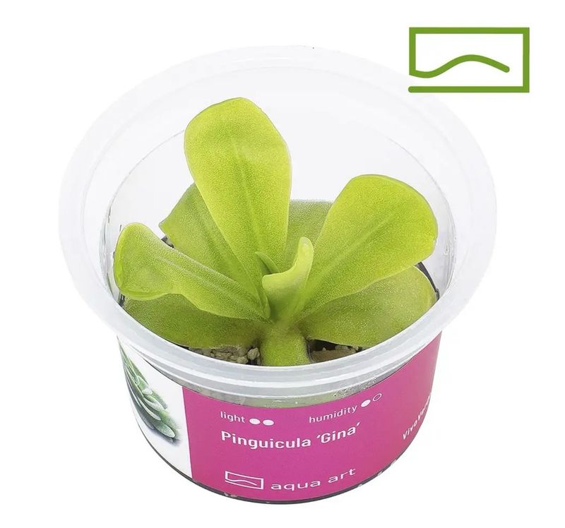 ? Pinguicula ‘Gina’ – Planta carnívora compacta y fácil