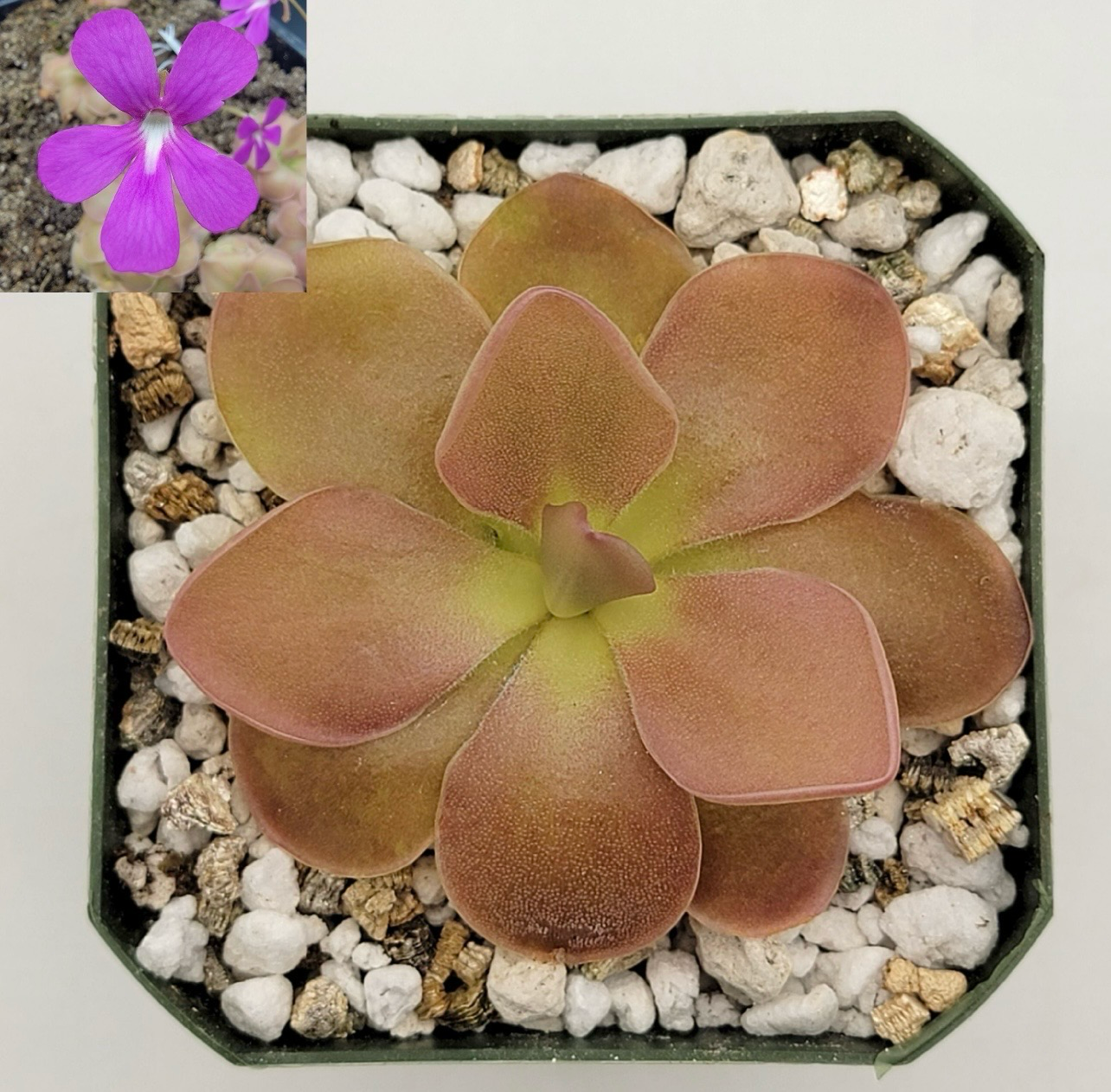 ? Pinguicula ‘Sethos’ – Carnívora compacta y muy resistente
