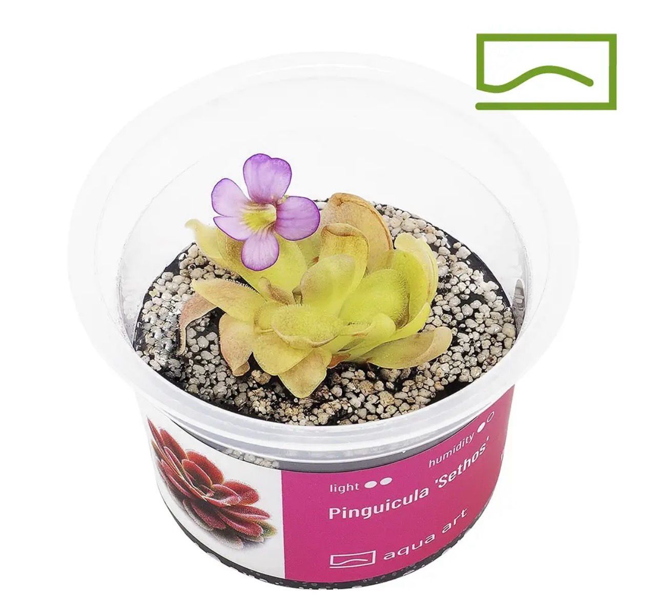 ? Pinguicula ‘Sethos’ – Carnívora compacta y muy resistente