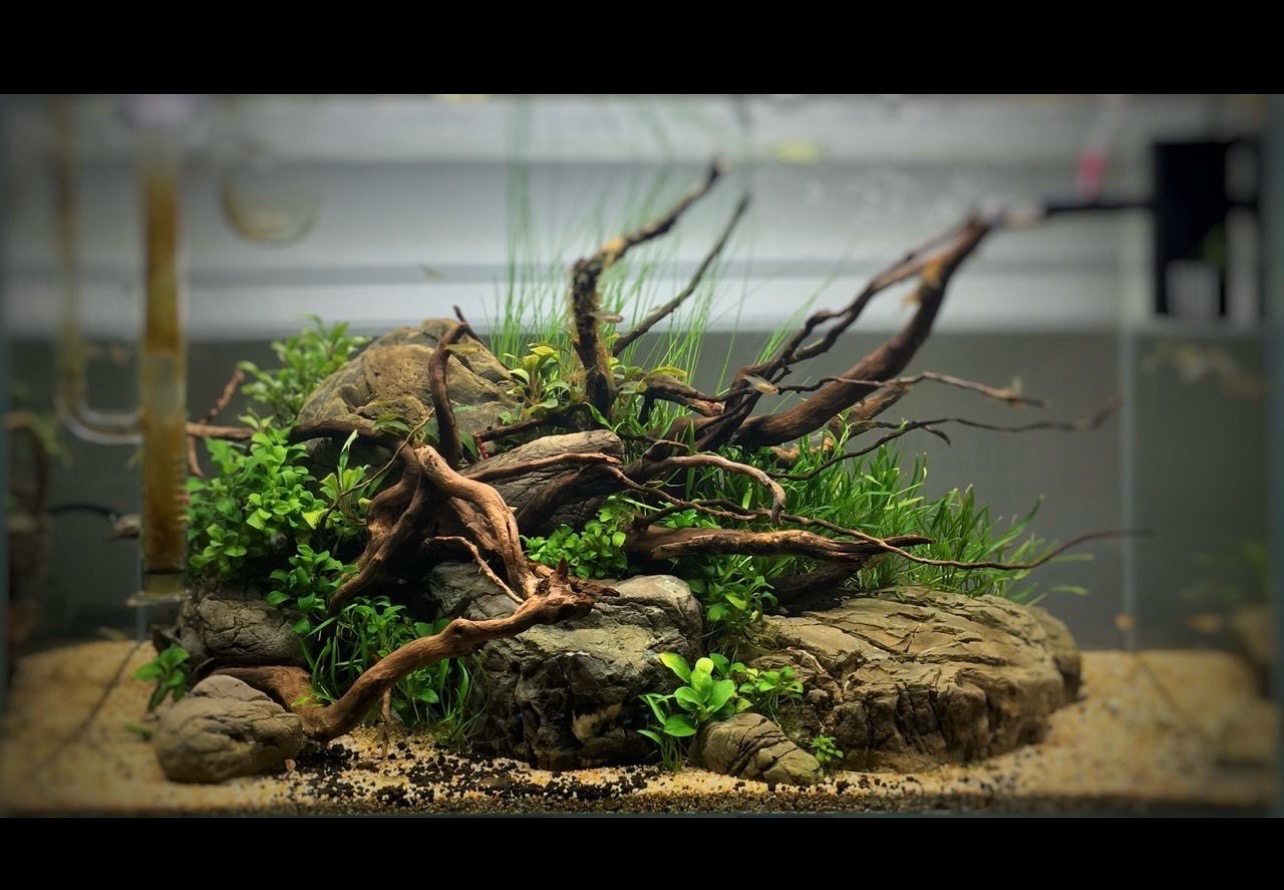 Natural old tree root (Tamaño: 21-30cm