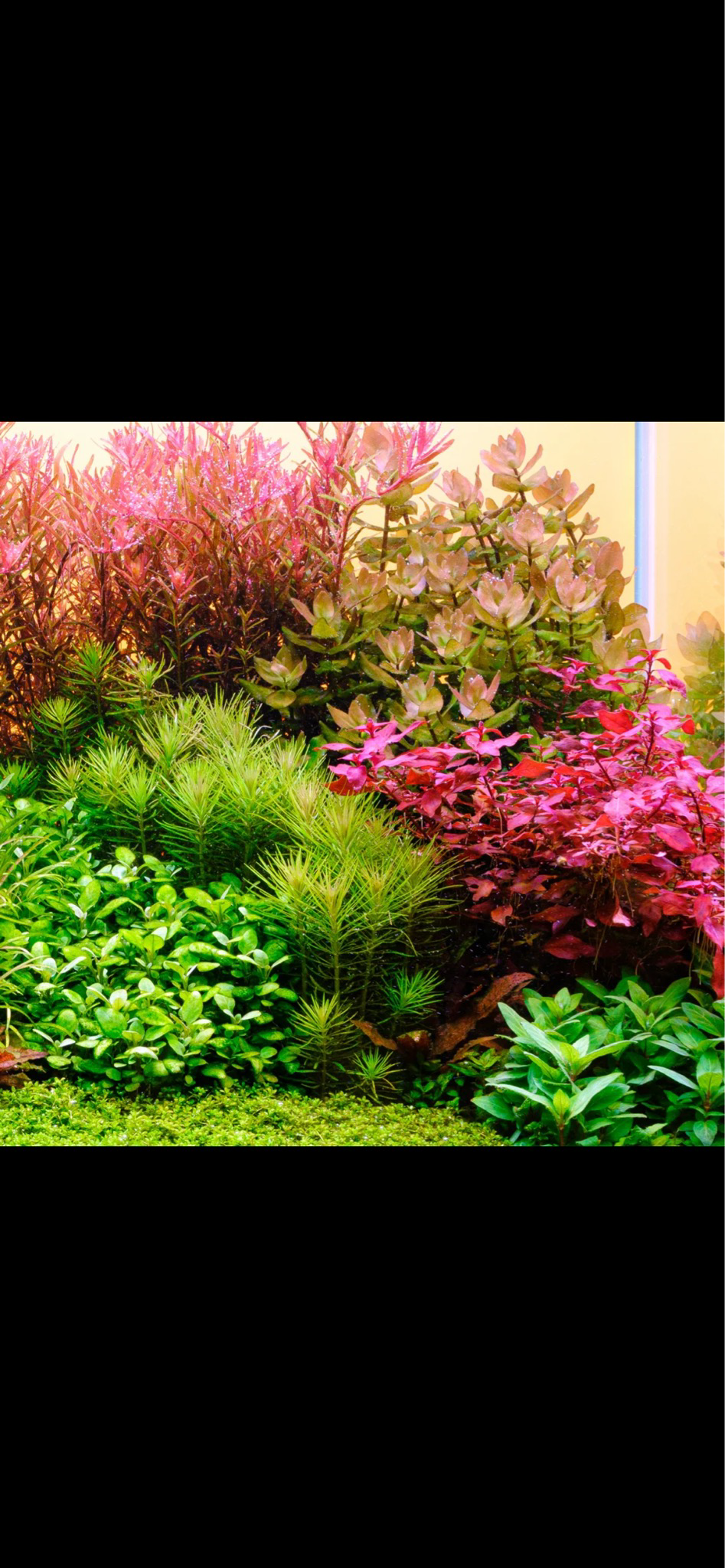 ?? Twinstar Light V Pro 750EA — Pantalla LED con Bluetooth para acuarios plantados