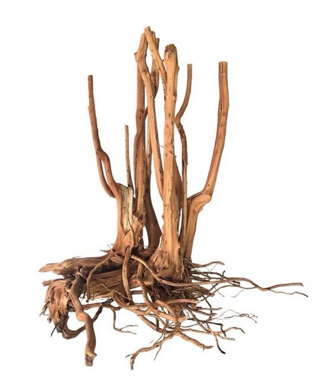 ?? Spikeroot 40-50 cm — Raíz natural para acuario